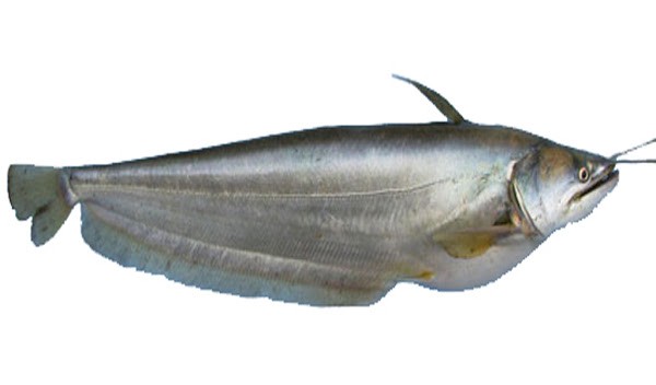 Boyal Fish